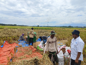 Bulog Aceh Tegaskan Persediaan Beras Aman hingga Juni 2026