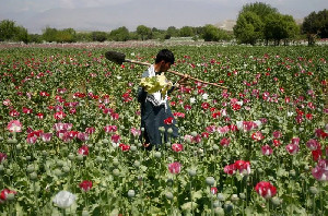 Produksi Opium Afghanistan Turun 20 Persen, UN Peringatkan Lonjakan Narkoba Sintetis