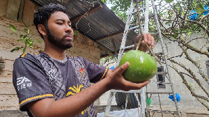 Menjajal Manisnya Boh Giri Matang, Buah Kebanggaan dari Tanah Peusangan