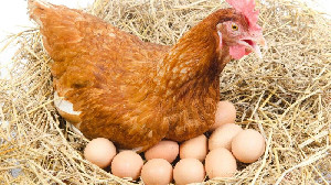 Ekosistem Ayam dan Telur Terintegrasi Jadi Solusi Permanen Stabilitas Harga