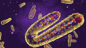 Ethiopia Konfirmasi Wabah Pertama Virus Marburg