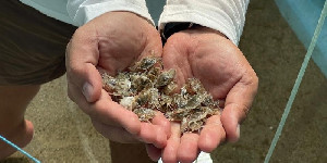 Ekspor Rajungan ke AS Didorong Bersertifikat COA, Nilai Capai USD161,89 Juta