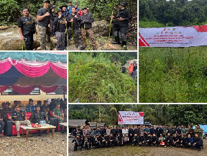 Pemusnahan 51,75 Hektare Ladang Ganja di Gayo Lues, Ini Peran Bea Cukai Langsa