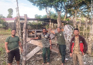 Operasi Penertiban Hewan, Satpol PP WH Nagan Raya Sita 9 Ekor Lembu