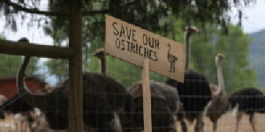 Wabah Flu Burung, Kanada Tembak Mati 300 Burung Unta di British Columbia