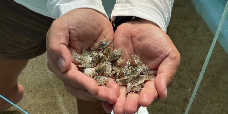 Ekspor Rajungan ke AS Didorong Bersertifikat COA, Nilai Capai USD161,89 Juta