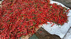 Harga Lebih Murah, Cabai Aceh Masih Kurang Diminati Pedagang