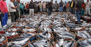 Ekspor Perikanan Nasional Naik, KKP Bukukan Surplus USD 4,53 Miliar