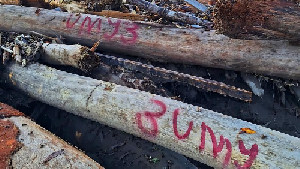 Kayu Bernomor dari Hulu Petaka: Jejak Pembalakan di Balik Banjir Aceh