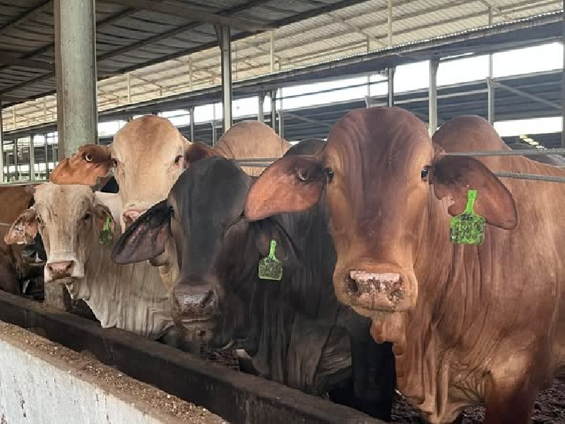 Harga Daging Sapi Dipastikan Stabil Jelang Nataru hingga Idulfitri 2026