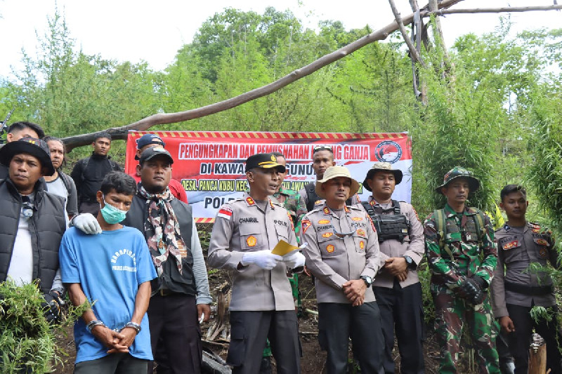 Polres Aceh Besar Musnahkan Ladang Ganja di Pegunungan Lembah Seulawah