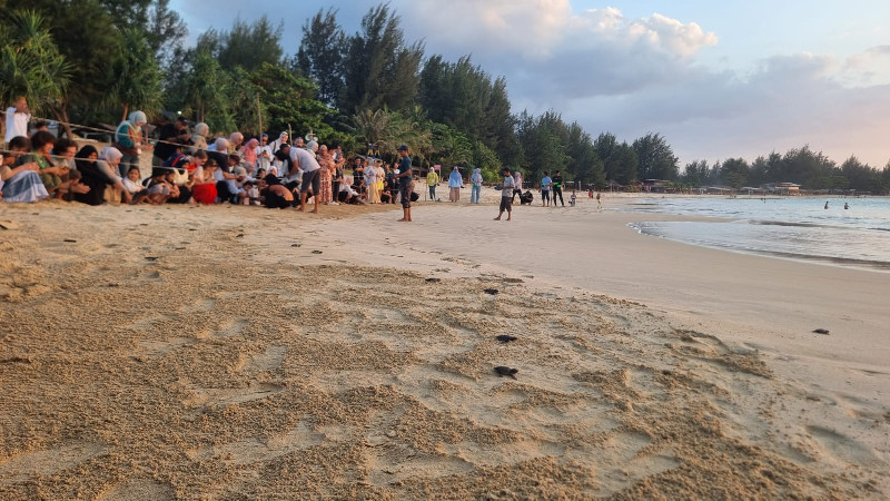 Ditemukan Desember 2025, 65 Penyu Lekang Menetas dan Dilepas di Pantai Lampuuk
