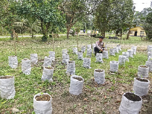 Inisiatif Kapolda Aceh, Lumpur Banjir Berubah Jadi Media Tanam Bernilai