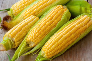 Produksi Jagung Surplus, Pemerintah Hentikan Impor pada 2026