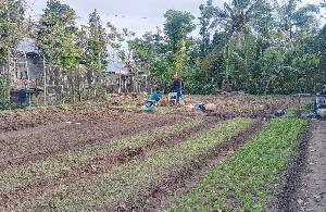 Meugoe, Upaya Bangkitkan Kemandirian Pangan Warga Pasca Banjir Aceh 2025