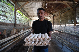 Aceh Punya Potensi Besar Kembangkan Industri Ayam Pedaging dan Petelur