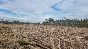 APEL GREEN Desak APH Selidiki Asal-usul Kayu Gelondongan Saat Banjir di Aceh