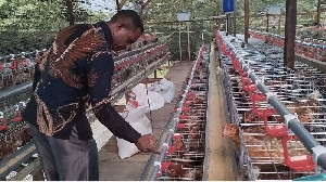 63 Persen Ayam Nasional Ada di Jawa, Kementan Siapkan Skema Hilirisasi Terintegrasi