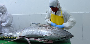 Ekspor Tuna dan Cakalang ke Jepang Bakal Melejit, Tarif 0% Resmi Dibuka