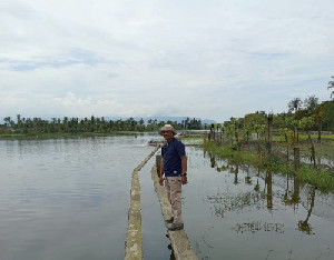 Hadapi Cuaca Ekstrem, Petani Darussalam Aceh Besar Mulai Tanam Akhir Januari 2026