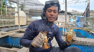 Jelang Imlek 2026, Harga Lobster Aceh Melonjak dan Kian Diminati Pasar