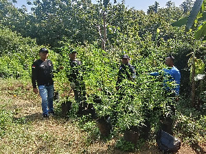 Satresnarkoba Polres Aceh Besar Kembali Musnahkan Ladang Ganja, Satu Orang Ditangkap