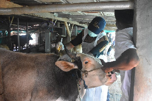 Vaksinasi PMK Nasional Dimulai, Pemerintah Gelontorkan 4 Juta Dosis untuk 29 Provinsi