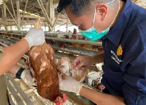 Waspada Tetelo, Kementan Perkuat Vaksinasi dan Biosekuriti Peternakan Unggas