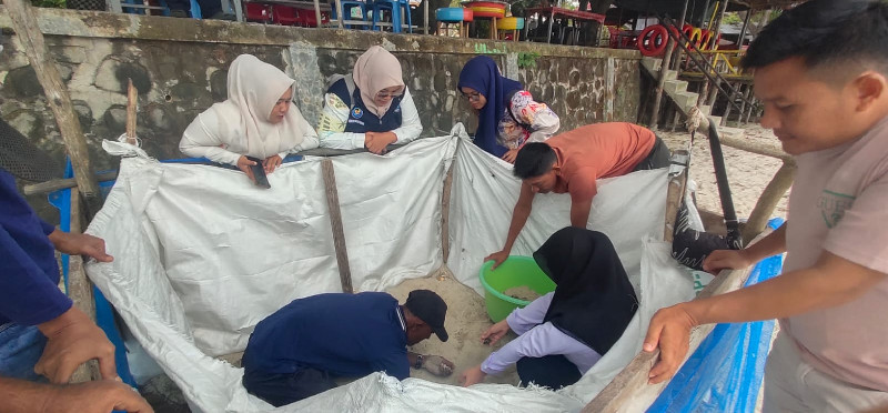 Kompak Konservasi Bahari Berhasil Tetaskan 78 Telur Penyu Sisik di Sabang