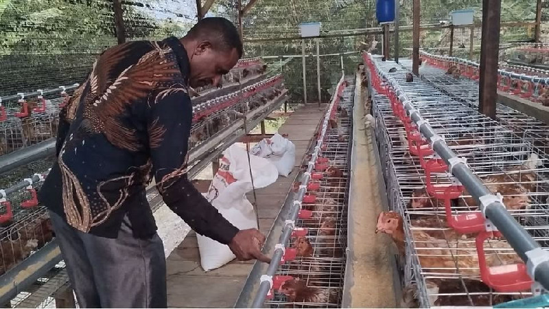 Kementan Tancap Gas! 323 Industri Ayam Terintegrasi Dibangun di 30 Provinsi