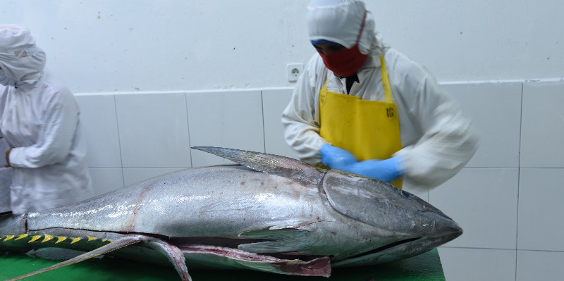 Ekspor Tuna dan Cakalang ke Jepang Bakal Melejit, Tarif 0% Resmi Dibuka