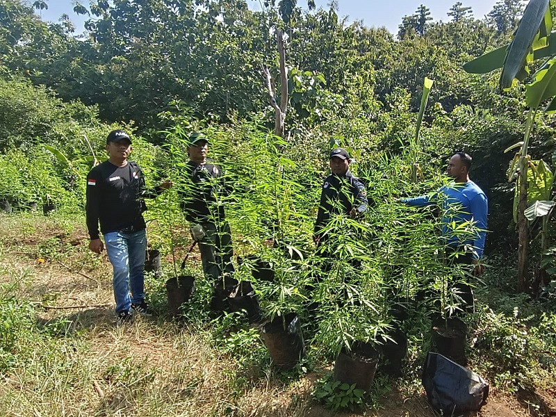 Satresnarkoba Polres Aceh Besar Kembali Musnahkan Ladang Ganja, Satu Orang Ditangkap