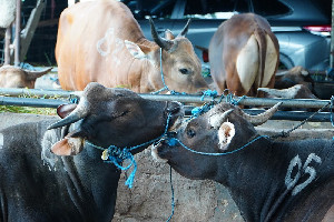 Cegah Kenaikan Harga Daging Jelang Ramadan, Satgas Saber Sidak RPH