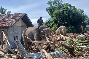 Banjir Bandang Ubah Wajah DAS Peusangan, Pola Hidup Gajah Sumatera Ikut Terganggu