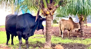 Kapolda Aceh Serahkan Ratusan Paket Daging Meugang untuk Warga dan Insan Pers