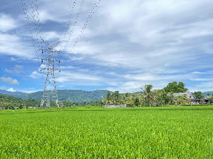 Awal 2026, BPS Proyeksikan Produksi Beras Tembus 10,16 Juta Ton