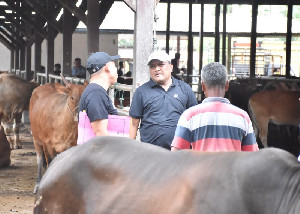 Optimalkan Dana Banpres, Bupati Bireuen Beli 90 Ekor Lembu untuk Meugang Korban Banjir