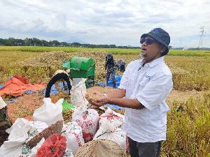 Dukung Target Nasional 4 Juta Ton, BULOG Aceh Gaspol Serap Gabah Petani