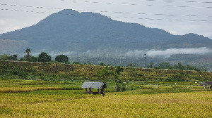 BPS Catat Produksi Padi dan Jagung Aceh Turun Sepanjang 2025