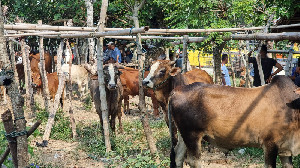 Harga 50 Juta Per Ekor, 19 Daerah Bencana di Aceh Dapat Sapi Meugang Presiden