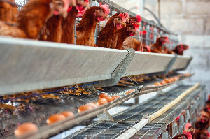 Kementan Fokus Perkuat Produksi Telur 2026, Peternak Rakyat Jadi Prioritas
