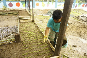 Kedaulatan Pangan dalam Perspektif Mitigasi Bencana Aceh