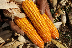 Redam Kenaikan Harga Telur dan Ayam, Pemerintah Siapkan SPHP Jagung