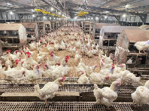 Stok Ayam Cukup, Kenaikan Harga Disebut Masalah Distribusi