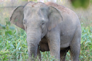 Suntik Vaksin KB ke Gajah Liar, Kebijakan Thailand Picu Pro-Kontra Keras