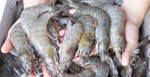 Tembus Rp5,3 T! 1.852 Kontainer Udang Indonesia Meluncur ke AS