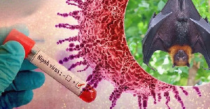 WHO Peringatkan Ancaman Virus Nipah Usai Dua Kasus Terkonfirmasi di India