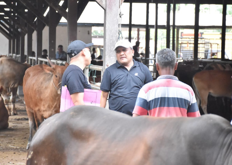 Optimalkan Dana Banpres, Bupati Bireuen Beli 90 Ekor Lembu untuk Meugang Korban Banjir