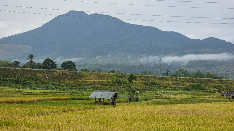 BPS Catat Produksi Padi dan Jagung Aceh Turun Sepanjang 2025