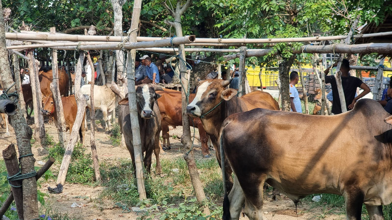 Harga 50 Juta Per Ekor, 19 Daerah Bencana di Aceh Dapat Sapi Meugang Presiden
